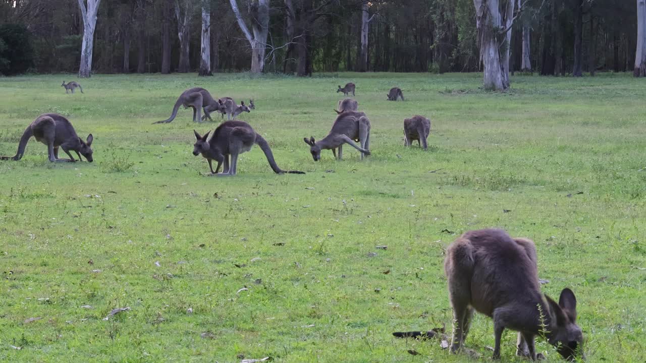 canguros interactuando y pastando en un campo de hierba