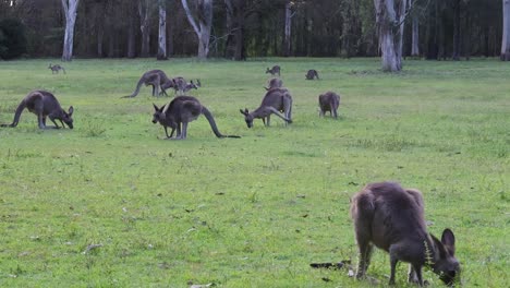 kangaroos interacting and grazing in a grassy field