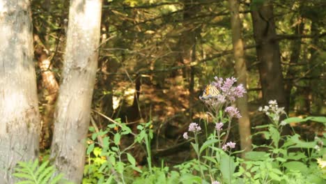 orange monarch butterfly taking nectar from purple flower