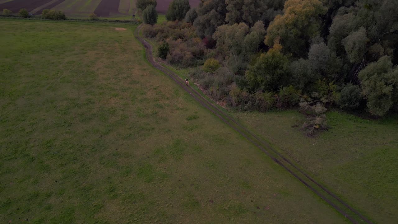 Cavaliere solitario su strada sterrata vicino alla foresta