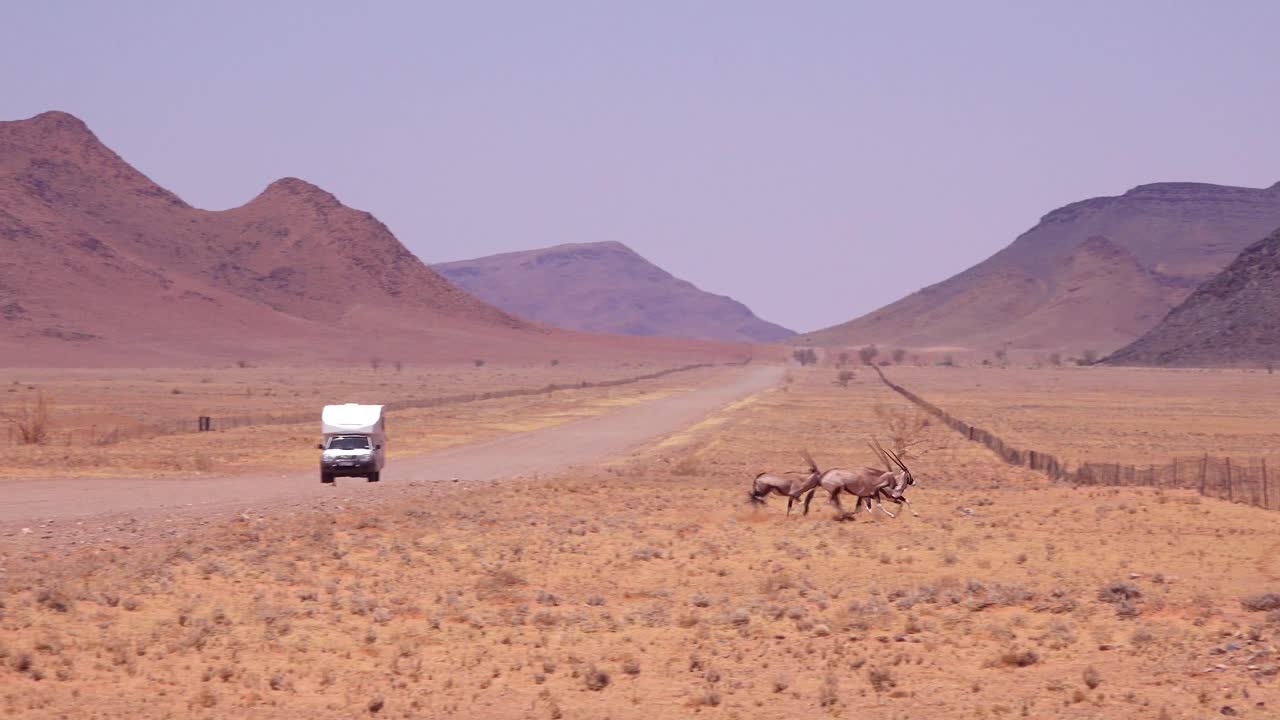 los antílopes oryx corren a través de una carretera en el desierto de namib namibia