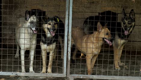 perros sin hogar en una jaula