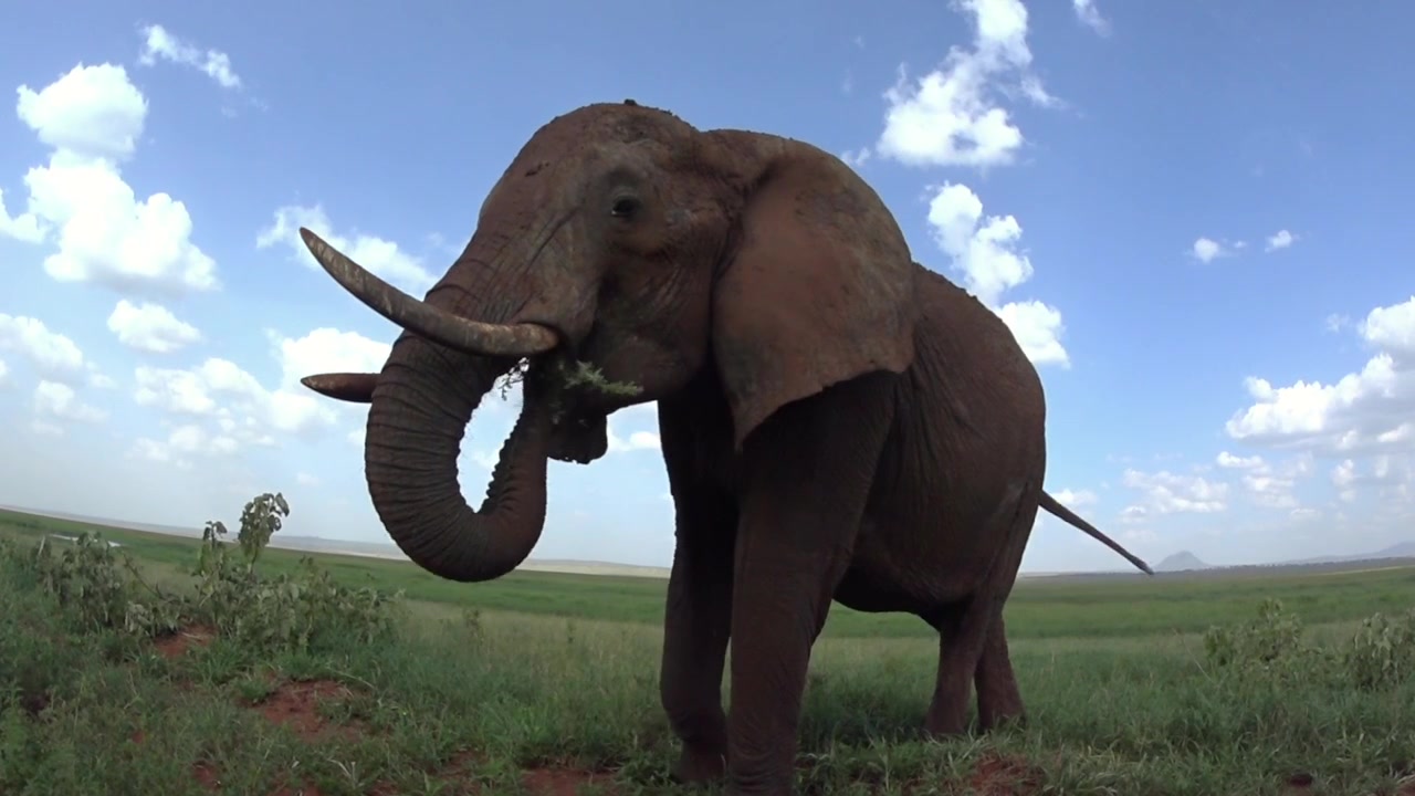 Tarangire Milli Parkı, Tanzanya'da ot yiyen Afrika savan fili (Loxodonta africana), alçak açı çekimi