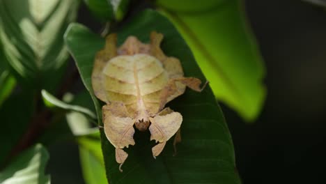 Javanese-Leaf-Insect,-Phyllium-pulchrifolium,-Female,-Yellow-Form,-4K-Footage