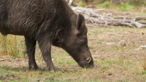 Male-Wild-Boar-Feeding-On-Dry-Grassy-Ground-On-Overcast-Day