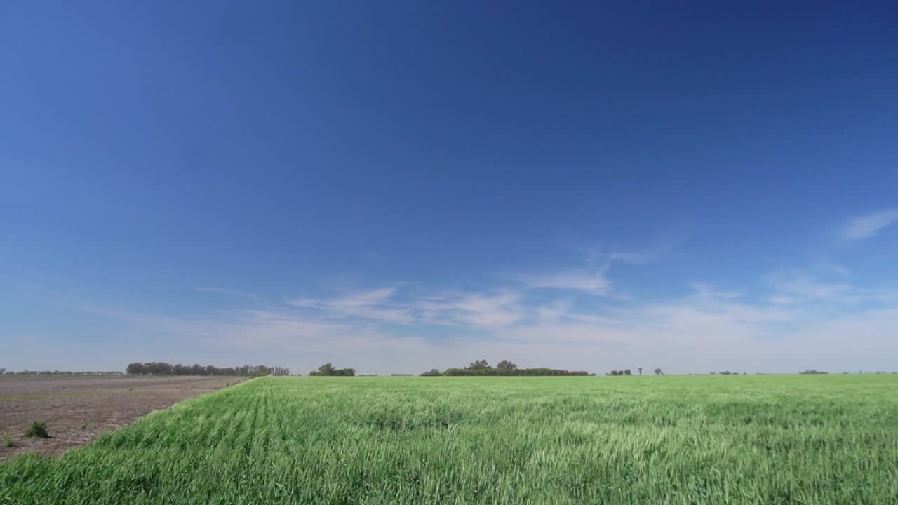 Scenic slow-motion wide view of a green wheat field under the blue sky