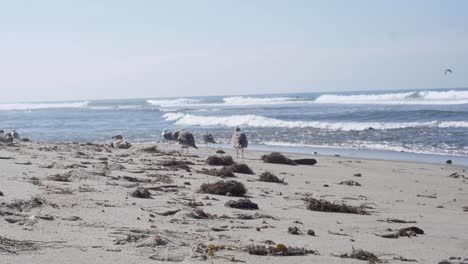 SLOW-MOTION-:-A-flock-of-First-Winter-California-Gulls-settle-on-the-coastline-at-the-beach-on-a-beautiful-day