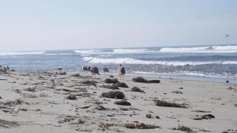 Zeitlupe:-Ein-Schwarm-Kalifornischer-Möwen-Im-Ersten-Winter-Lässt-Sich-An-Einem-Schönen-Tag-An-Der-Küste-Am-Strand-Nieder