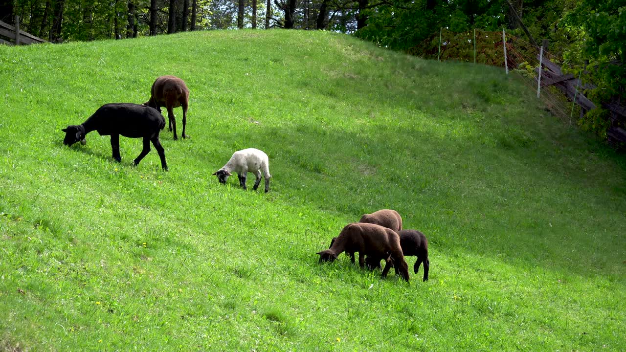 black, brown and white cropped sheeps on a green grass meadow
