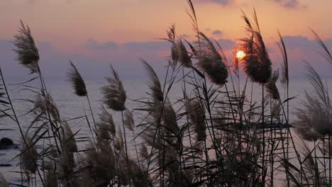 view of the tops of the tall grass with a stunning sunset sky over the water in the background