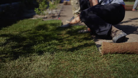 a team of workers lays a rolled lawn in the yard of the house