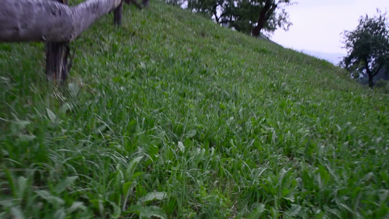 Movimento na grama. Filmagem nas montanhas