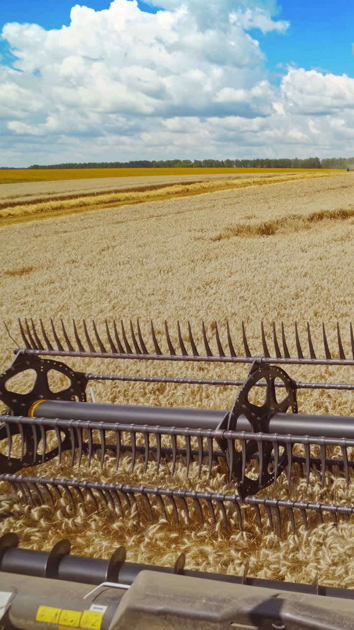 Combine in the field of wheat. View of combine harvester in action on wheat field Vertical video