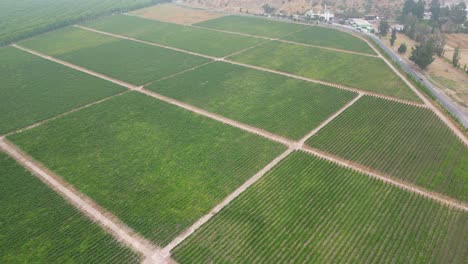 Vineyard-In-Calera-De-Tango-Chile