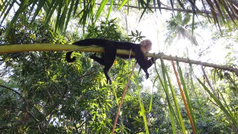 A-cute-capuchin-monkey-in-a-wildlife-reserve,-lazily-resting-on-a-branch