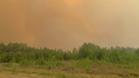 neblina naranja sobre el bosque, humo de incendios forestales, árboles en primer plano