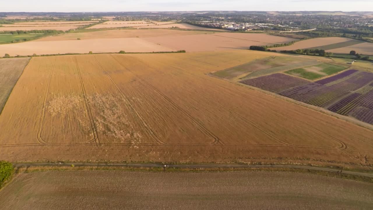 아름다운 황금빛 일몰과 밝은 보라색 라벤더 밭을 드러내기 위해 농부들의 들판 위로 천천히 날아갑니다.