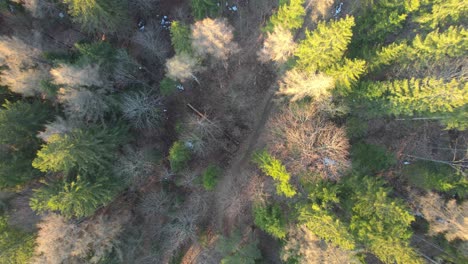 Background-top-down-aerial-of-tall-green-Austrian-Pine-tree,-Austria