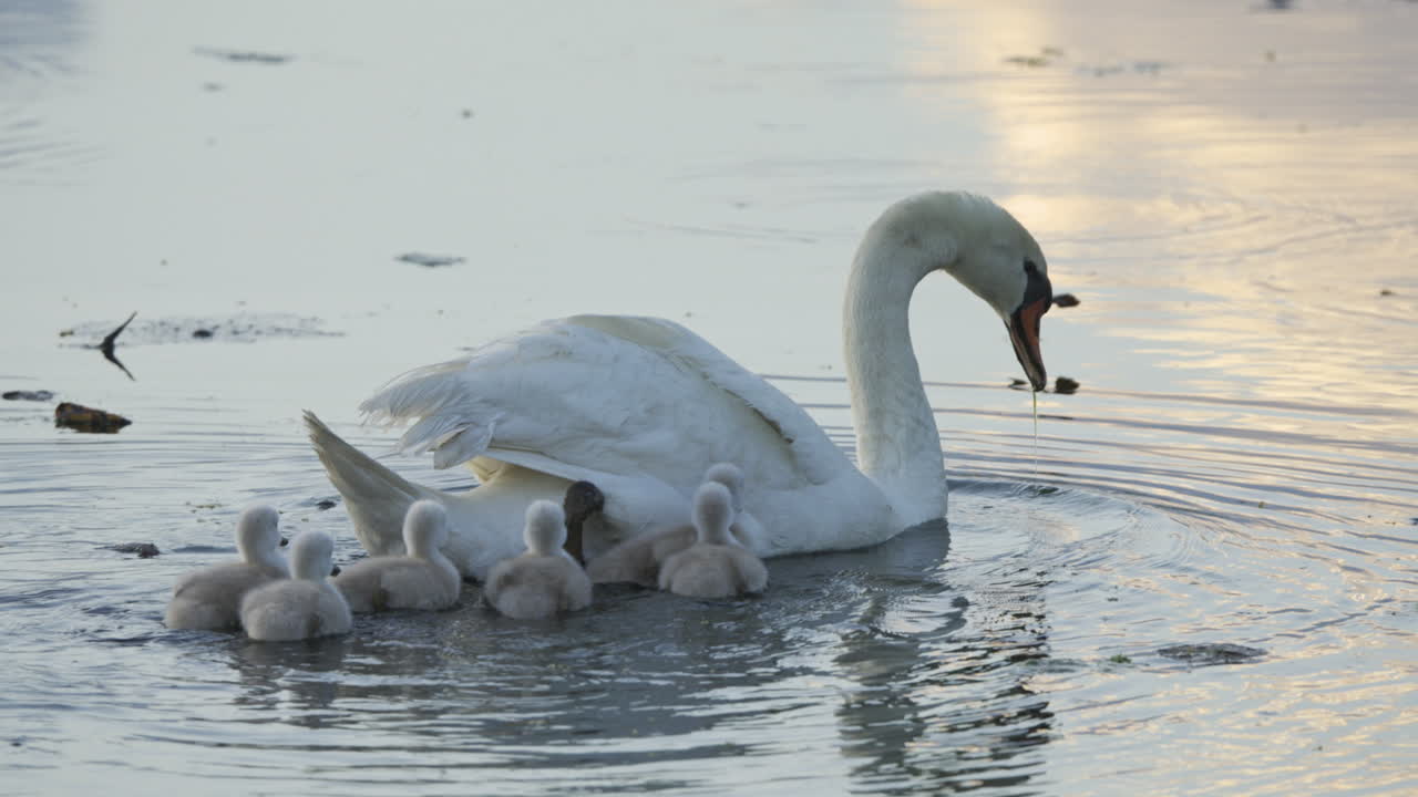 A swan mother introduces her baby cygnets to their first swim in a pond at sunrise.