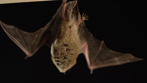 A-brown-bat-isolated-on-black-background