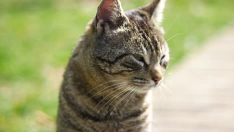 tabby cat outdoors