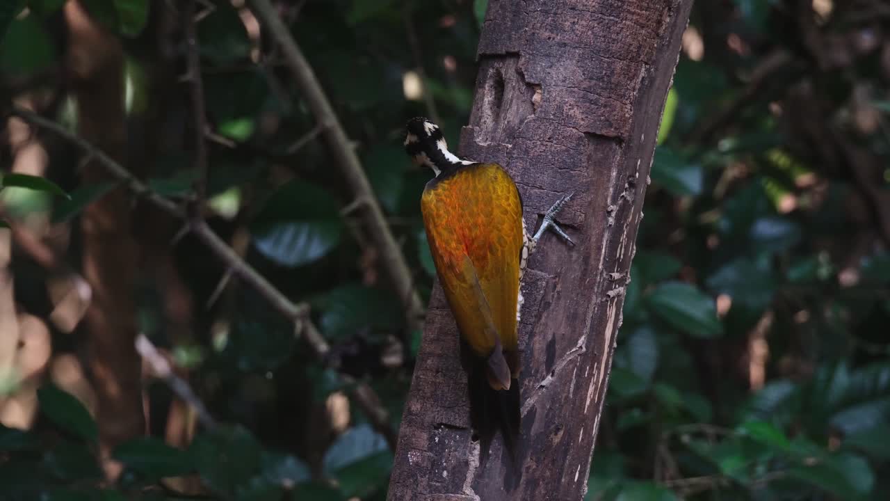 Pretending to feed and then moves to the right of the trunk then flaps its wings, Common Flameback Dinopium javanense, Female, Thailand