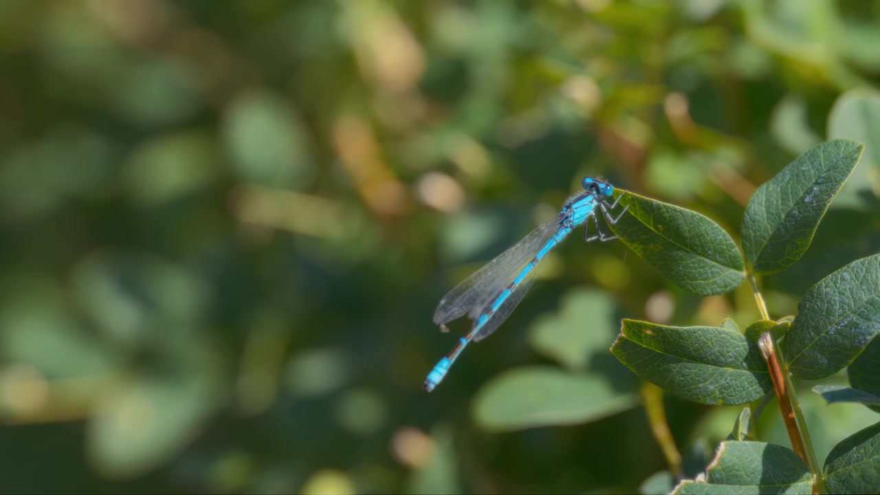 Una libellula blu posata su una foglia verde