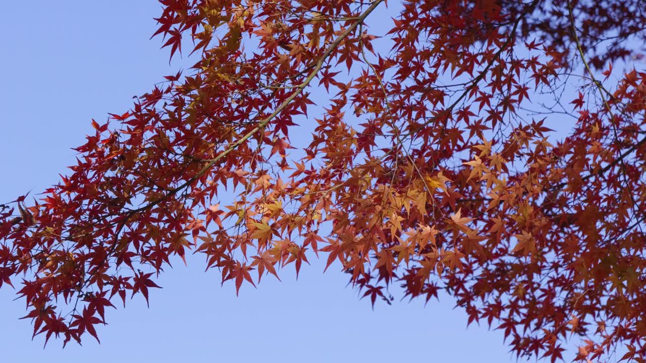 Slow motion cinematic view over fall color tree against blue sky