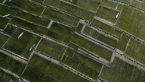 Ackerland-Mit-Algen-Und-Booten-Auf-Der-Wasseroberfläche