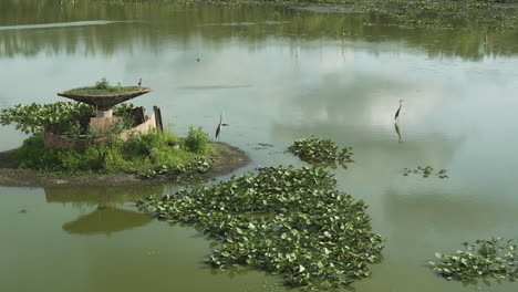 heron birds standing in shallow water with aquatic vegetation in spile lake, missouri, united states