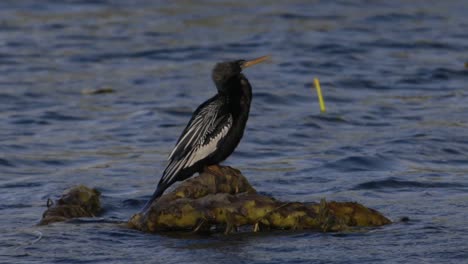 Wild-anhinga-bird-wider-shot-perched-on-branch-in-windy,-wavy-lake