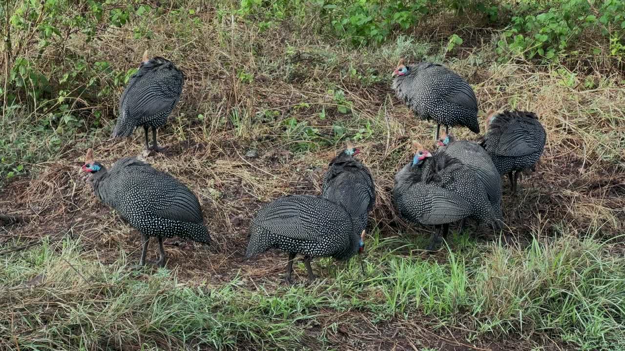 Helmeted guineafowls (Numida meleagris) searching for food in Ngorongoro Crater, Tanzania.