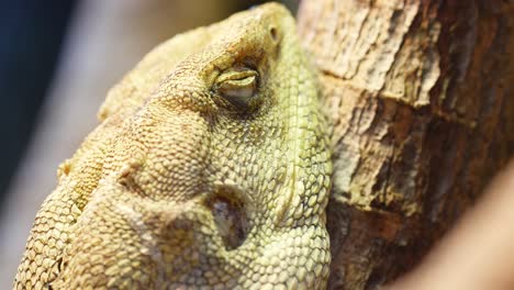 visão em close-up do lagarto frilled