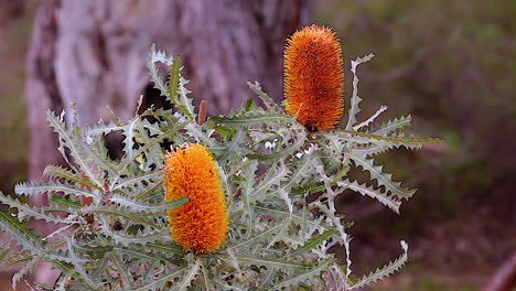 la flor naranja de banksia florece en australia