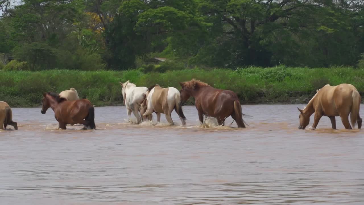 caballos caminando por el río y acostándose en costa rica