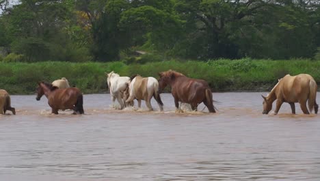 Horses-walking-through-river-and-laying-down-in-Costa-Rica