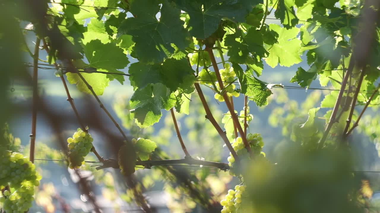 포도의 클로즈업 매크로 영상