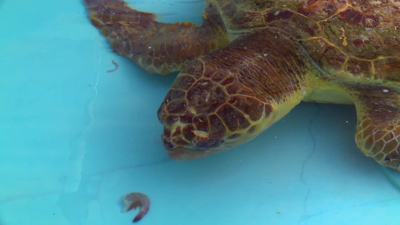 An underwater close-up shot shows a sea turtle in a pool with food like shrimp and squid nearby, highlighting its detailed shell texture against a blue background.