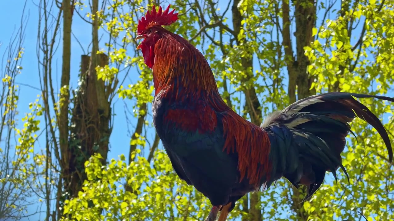 Gallo colorato con cresta rossa appollaiato su uno sfondo di fogliame verde e cielo blu. Primo piano