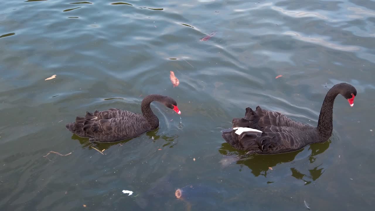 Patos de bico vermelho nadam e brincam sobre o lago em um parque com bagres e tartarugas sob a água escura.