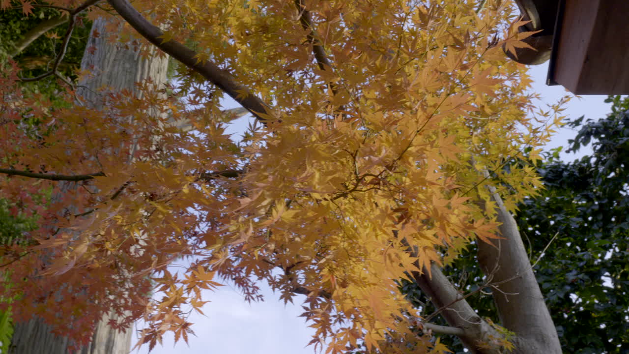 그것은 전 세계의 온대 지역에서 자랄 수 있습니다.