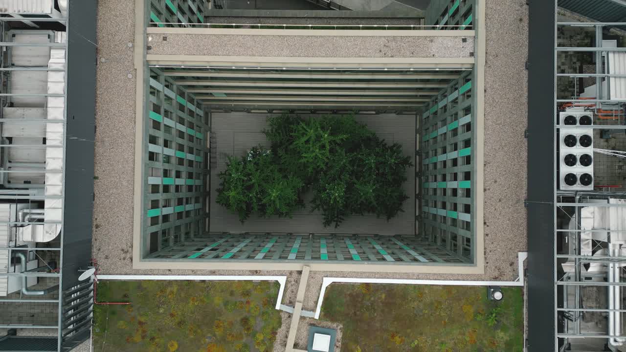 área urbana respirando a través de árboles adaptativos, un vistazo de la naturaleza en la ciudad