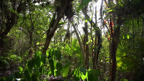 Toma-Panorámica-A-Través-De-Un-Pantano-Brumoso-En-Los-Everglades-1