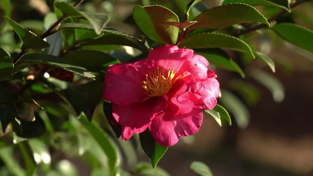 Helle rosa Kamelienblüte, auf die Sonnenlicht fällt.