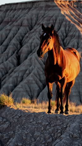 wild horse in the badlands at sunrise