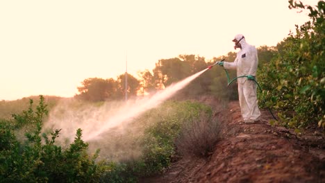 spray ecological pesticide. farmer fumigate in protective suit and mask lemon trees. man spraying toxic pesticides, pesticide, insecticides