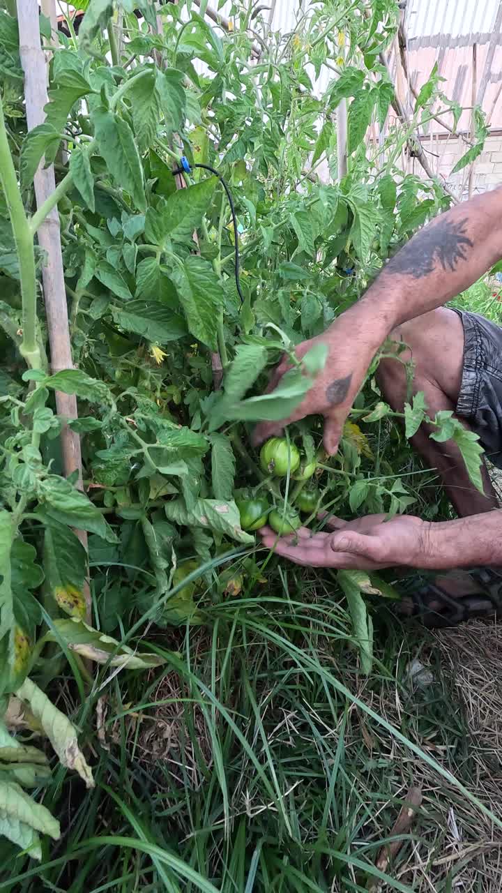 Farmer checking unripe green tomatoes growing in a vegetable garden. Vertical