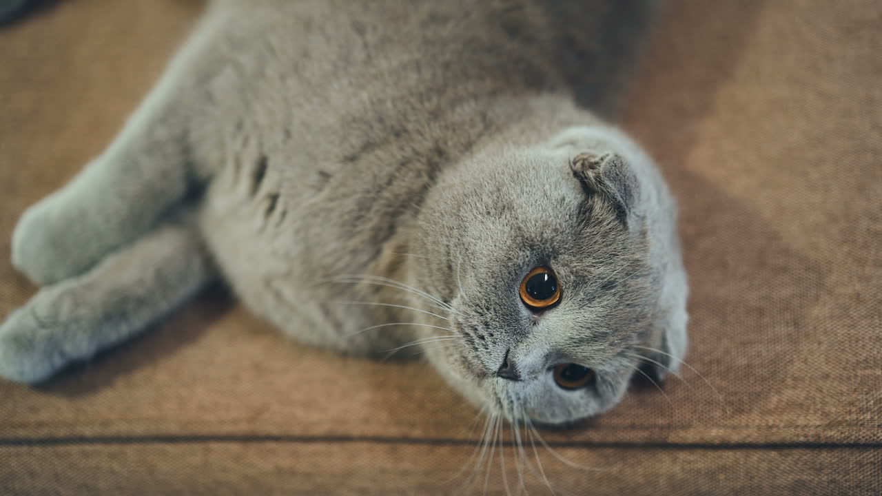 Beautiful British cat is lying on the couch at home. Blue Scottish lop-eared cat. British Shorthair cat.