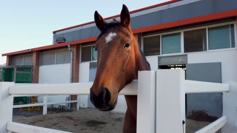 A-red-colored-young-horse-is-standing-with-his-head-over-a-white-fence-in-his-enclosure