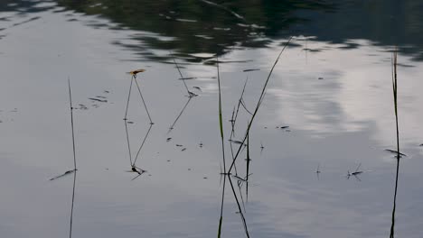 grass reeds on the surface of a lake growing with ripples and reflections in thailand